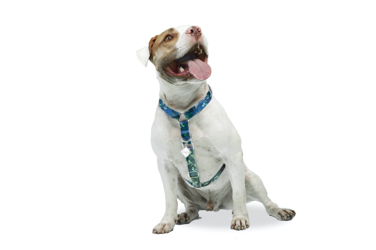 dog.u Pechera educativa Hawaii — vista adicional del modelo