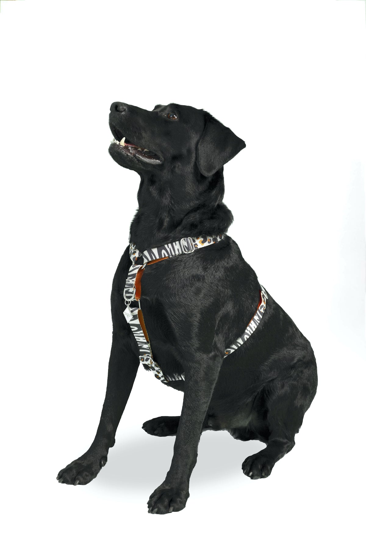 dog.u Pechera educativa South Africa — vista adicional del modelo