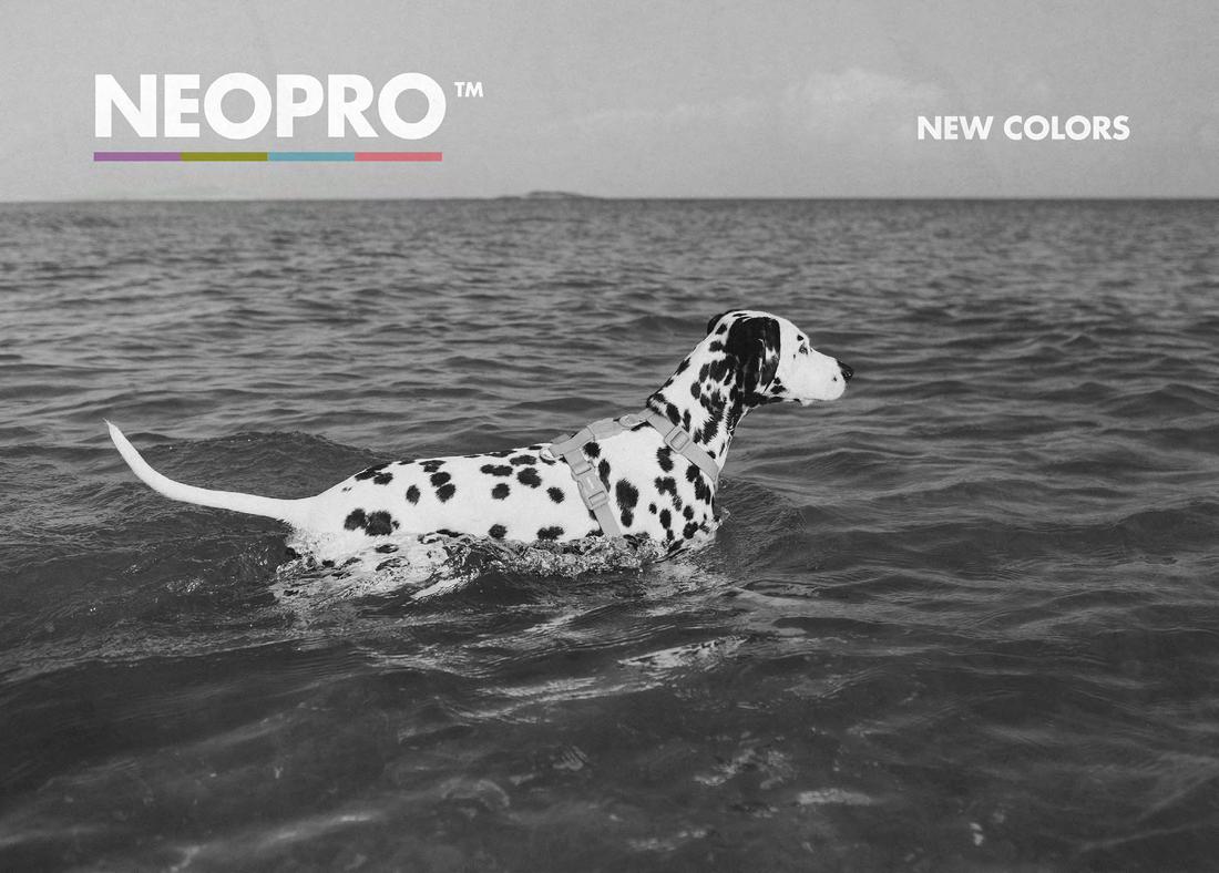 Dálmata con pechera Zee.Dog en el agua