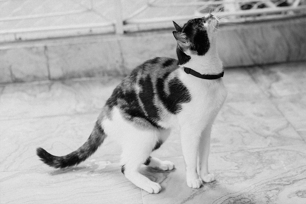 Gato con collar Gotham de Zee.Cat