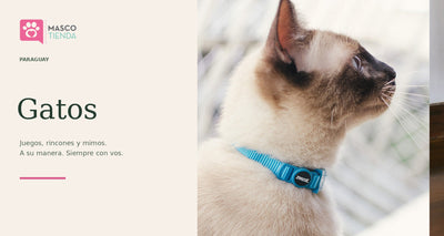 Gatos