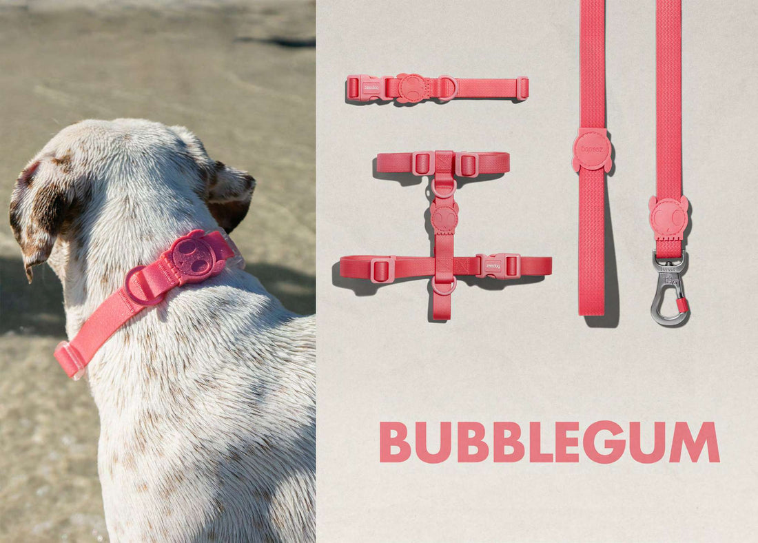 Perro con collar rosa y accesorios de paseo Zee.Dog