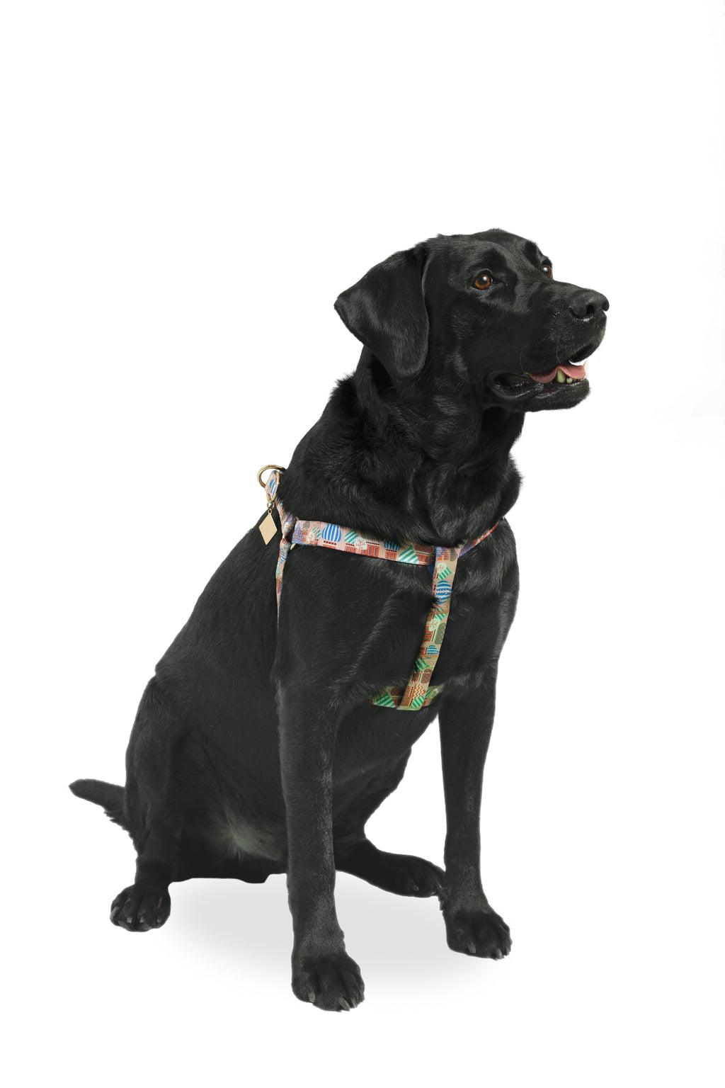 dog.u Pechera tradicional Moscow — vista adicional del modelo