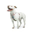 dog.u Pechera educativa Moscow — vista adicional del modelo