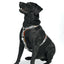 dog.u Pechera educativa South Africa — vista adicional del modelo