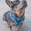 dog.u Pechera Bold Hawaii — vista adicional del modelo