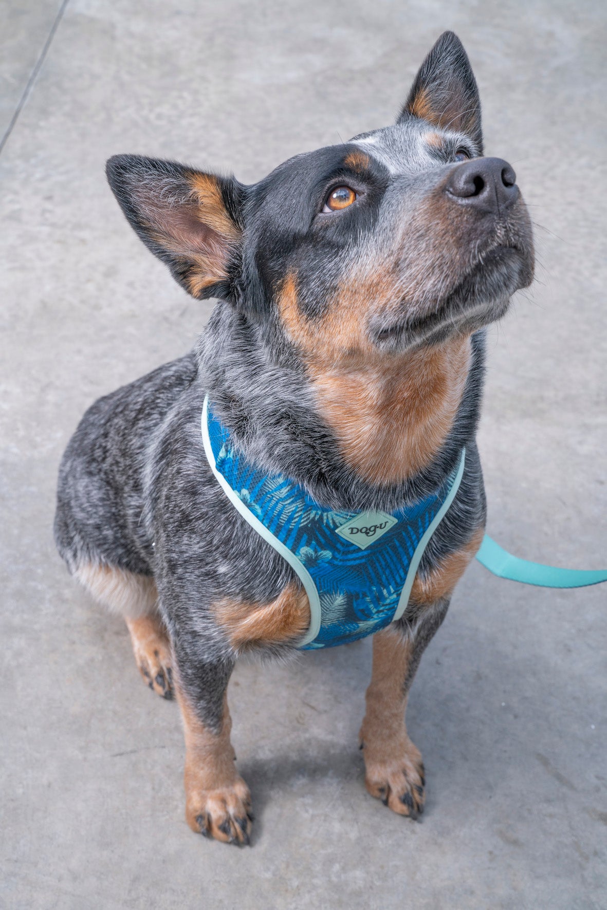 dog.u Pechera Bold Hawaii — vista adicional del modelo