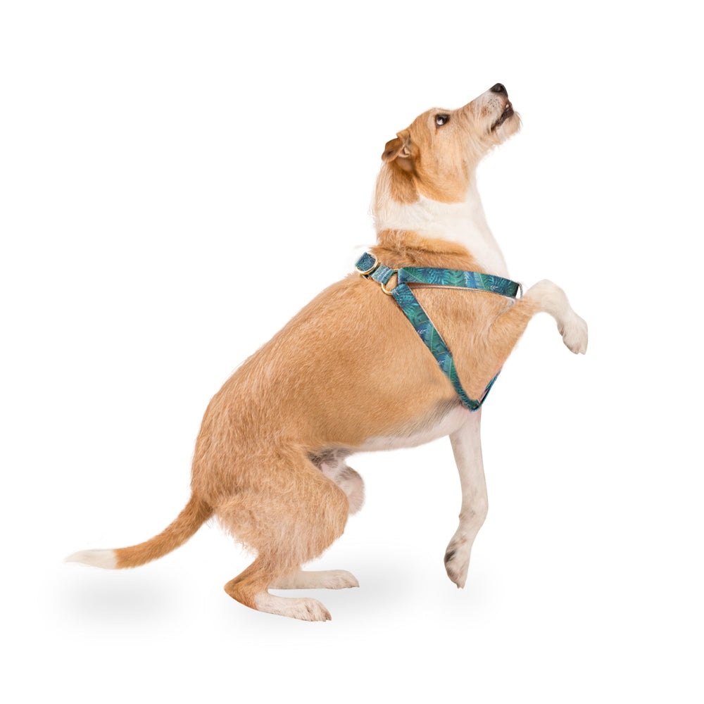 dog.u Pechera tradicional Amazonia — vista adicional del modelo