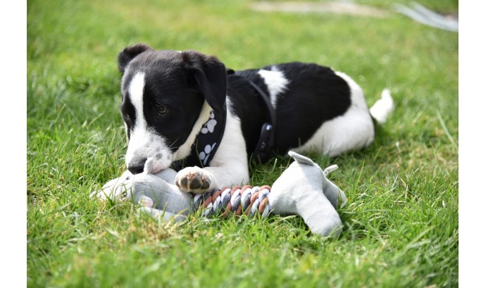 ¿Cómo elegir los mejores juguetes para tu perro?